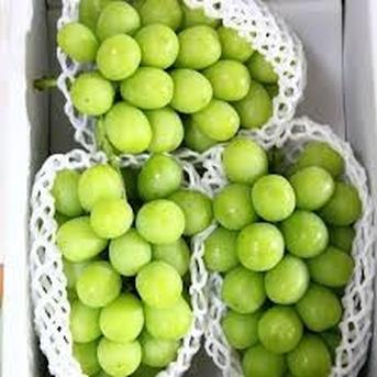 贈り物用シャインマスカット 1.5Kg ｜ 果物/ぶどう 産直アウル 農家 