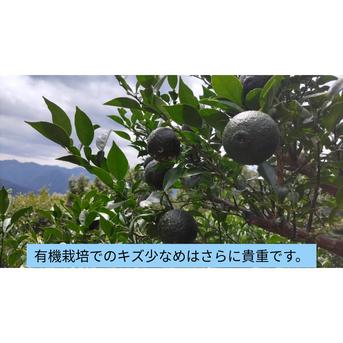 農家直送　宮崎県　西米良の青ゆず　キズ少なめ　約10kg 農家直送 宮崎県西米良の青ゆず キズそこそこ以下 約2kg ｜ 果物/香酸