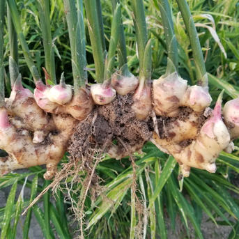たいが様生姜 10kg 囲い生姜 農薬肥料栽培期間中不使用 熊本県産 自然栽培 囲い生姜 農薬肥料栽培期間中不使用 露地栽培 熊本県産 4kg ｜ 野菜