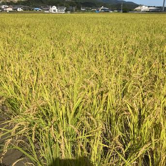 楽天市場】【送料無料】特別栽培米コシヒカリ（玄米）10kg 令和6