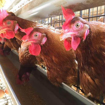 【設楽様専用】赤たまご75個＋30個 赤卵75個＋30個 卵/鶏卵通販