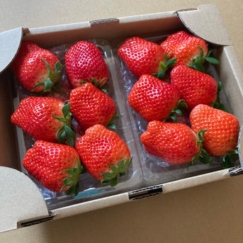 12/10より収穫開始】お試し2パック！やよいひめ•よつぼし•おいCベリー