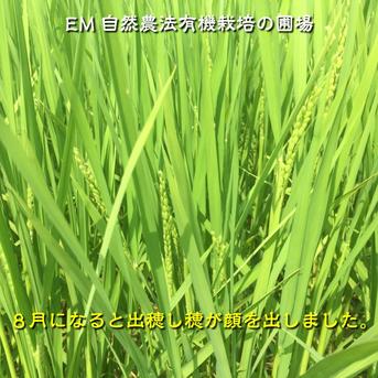 令和7年産 もち米 カグラモチ 餅米 玄米 500g ｜ 米・穀物/もち米 産直