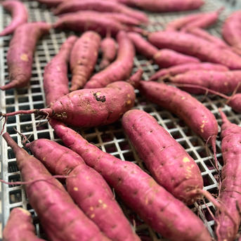 数量限定！2025年産！掘り立て土付き紅はるか5kg ｜ 野菜/さつまいも