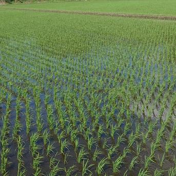 玄米30kg」令和7年度宮城県産ひとめぼれ「環境保全米」 ｜ 米・穀物 