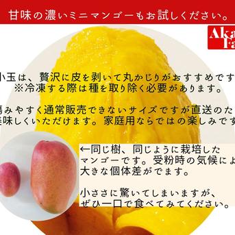 マンゴーの王道！『アーウィン』4.0kg訳あり品 ｜ 果物/マンゴー 産直