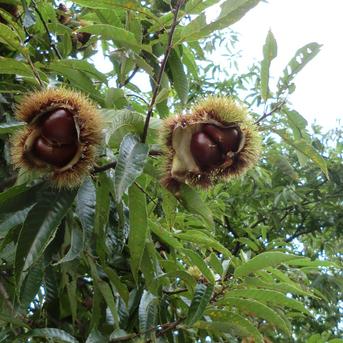 甘い品種の自然栽培 栗】 筑波栗 自然栽培 900g | 果物/栗 産直アウル