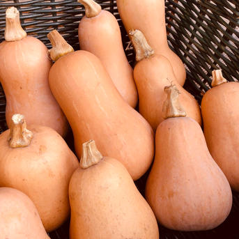 かぼちゃ☆ 見た目も楽しめる！かぼちゃ詰め合わせセット3種＊固定種＊4.8kg