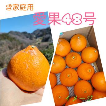 愛果48号 北海道へ発送専用ページ(プリンセス) ｜ 果物/オレンジ
