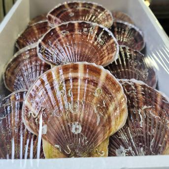 北海道産 活ホタテ3年貝 10キロ ｜ 魚介類/ホタテ 産直アウル 農家