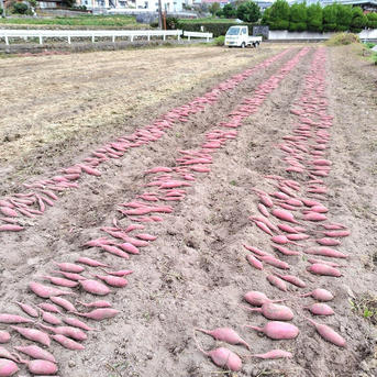 訳ありC品】熟成不要のさつま芋「あまはづき5kg」（虫害・割れ・キズ