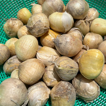 ジャンボニンニク　バラ10kg箱込 ジャンボニンニク 【大き目バラ 4kg】 | 野菜/にんにく 産直アウル