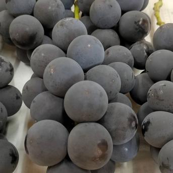 やまたか農園の「種無し巨峰」 約1000g  2～3房 果物/ぶどう通販