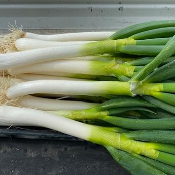 6周年限定】無農薬 EM自然農法 長ネギ 6本 石川県産 | 野菜/その他野菜