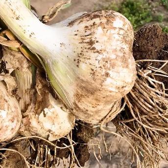 予約販売】希少 青森県産 掘りたて『生にんにく』1kg 令和8年度産 予約