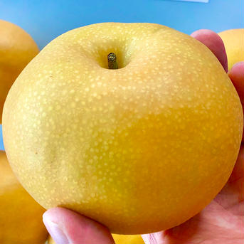 梨　南水　良品　約3kg(7個〜11個) 大好評❗️ 約3kg(7個〜11個) 果物/梨通販