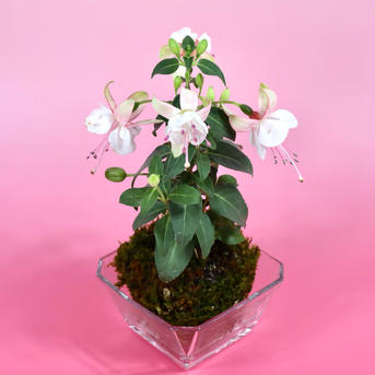 苔玉　フクシア(薄ピンク)液肥付 高さ20〜25㌢　重さ約300㌘ 花・植物/花・植物通販