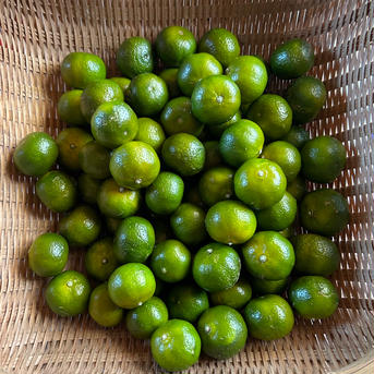 シークワーサー500g➕国産ライム4個 500g➕国産ライム4個 果物/その他柑橘類通販