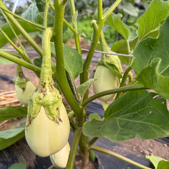 訳あり】白ナス 群馬県東吾妻町産 4本 ｜ 野菜/茄子 産直アウル 農家