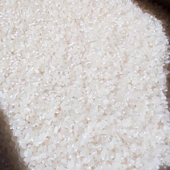 千葉県産 令和7年産 コシヒカリ 白米 20kg ｜ 米・穀物/米/精米 産直