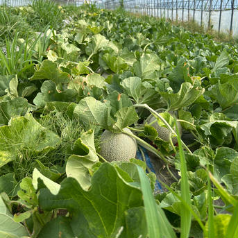 北海道産菜の花メロン青肉 青肉2玉入 果物/メロン通販