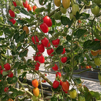 高橋農園のフルーツミニトマト1.9キロ ｜ 野菜/トマト 産直アウル 農家