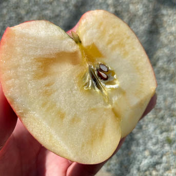 【ご家庭用】多系統ふじりんご ◡̈ 5kg箱9〜15玉 果物/りんご通販