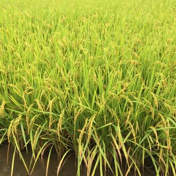 令和5年度産　徳島県産白米アキサカリ 10kg 米・穀物/米/精米通販