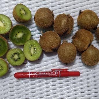 キャベツ、ダイコン、サトイモ、ホウレンソウ、リンゴ、キウイ 約6.1kg 野菜/野菜セット・詰め合わせ通販
