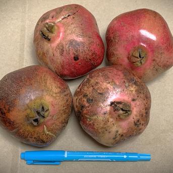 自然栽培】稀少な国産生ざくろ 1kg以上☆農薬・肥料不使用｜ザクロ