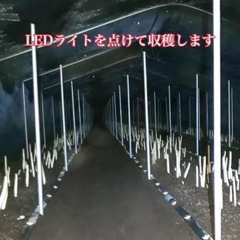 訳ありホワイトアスパラガス　3kg 3kg 野菜/アスパラガス通販