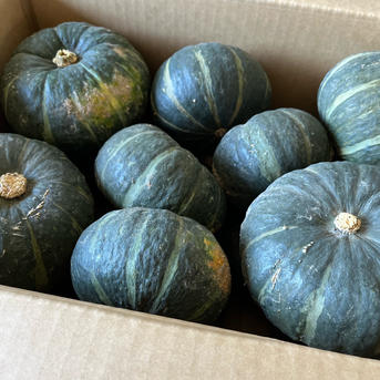 農薬不使用】富良野産 坊ちゃんかぼちゃ 7.5kg | 野菜/かぼちゃ 産直