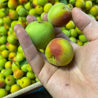 大特価！！紀州南高梅.1kg.訳あり品.農家直送 1kg 果物/青梅通販