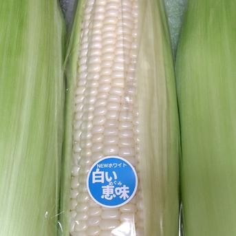 茨城県産白いとうもろこしL〜3Lサイズ5本 ｜ 野菜/とうもろこし 産直