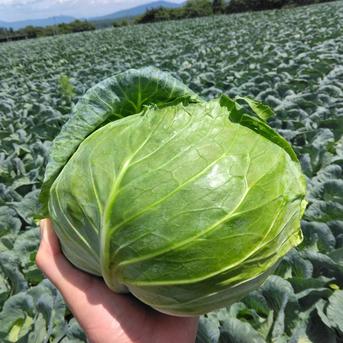 高原キャベツ６玉セット キャベツ６玉 野菜/キャベツ通販