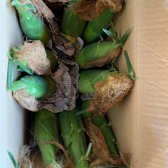 まるちゃん農園🌾の真っ白とうもろこし🌽ピュアホワイト！10本(状態によってオマケ付き) 10本(状態によってオマケ付き) 野菜/とうもろこし通販
