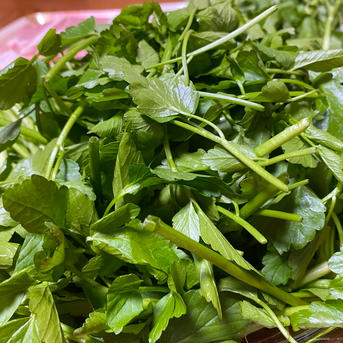 根っこまで楽しめる小川セリ　　5束　せり　芹 小川セリ　5束 約400g 野菜/葉物通販