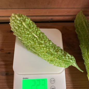 香りが違う！キウイ畑のゴーヤたち600g 600g 野菜/ゴーヤ通販
