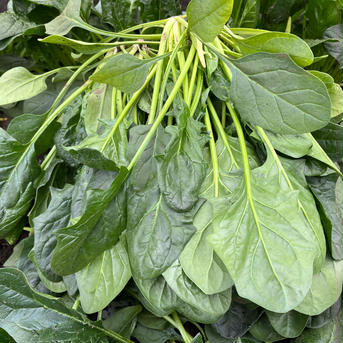 ほうれん草　2kg 2kg 野菜/ほうれん草通販