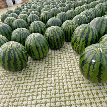 あきた夏丸 大玉すいか ご家庭用 ｜ 果物/スイカ 産直アウル 農家
