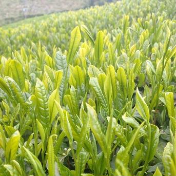 新茶】八女茶4本セット｜農家直送｜送料込み2160円 ｜ お茶/緑茶 産直