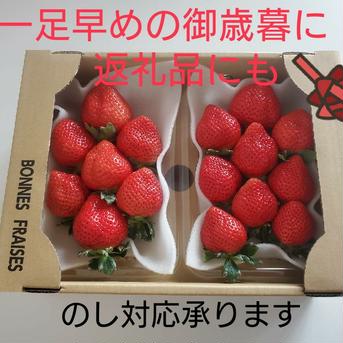 NEW!新鮮さが違う‼エコタロウ農園朝摘み「あまおう」 560g　(７玉~12玉パック当たり) 果物/いちご通販