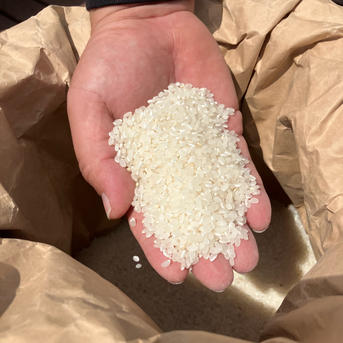 令和7年産お米 元気つくし白米4.5kg 特別栽培農法 ｜ 米・穀物/米