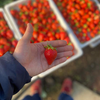 みまもるいちご🍓増量❗️【やよいひめ】中身おまかせレギュラーパック 290g×2パック(パック緩衝材を含みます。) 果物/いちご通販