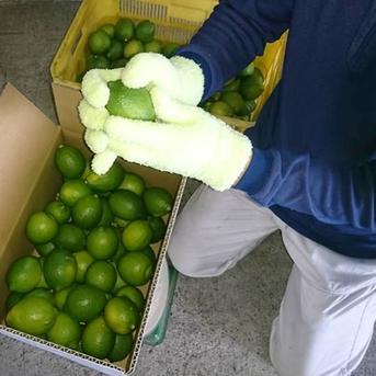 広島県産 瀬戸田レモン 10kg C品（訳あり） 有機JAS法準拠栽培