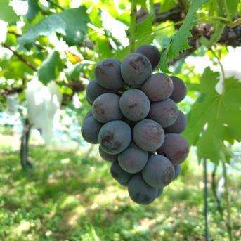 朝採り新鮮！ 種なしピオーネ 約2kg【正規品】 地域限定常温便 ｜ 果物