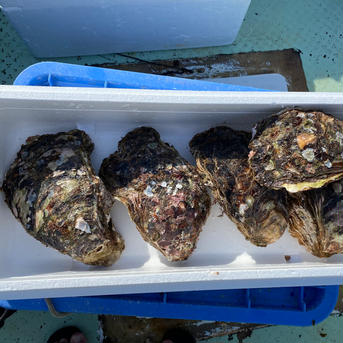 【天然】岩牡蠣　和歌山産　特大サイズ 特大10個 魚介類/牡蠣通販