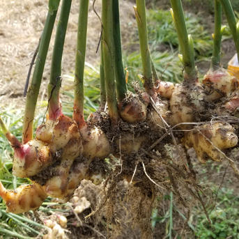 新生姜 3kg 農薬栽培期間中不使用・無肥料 熊本県産 露地 自然栽培