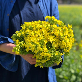 (2kg)そのままサラダで！[信州産] 甘い蜜香る野沢菜の花 2kg(80サイズ箱でお届け) 野菜/葉物通販