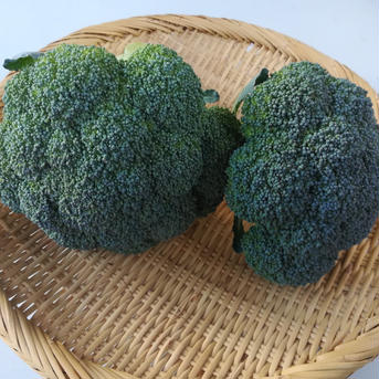 しあわせの✨ブロッコリー（岡山県産）✨6本入り ６本入り（12cm以上） 野菜/ブロッコリー通販